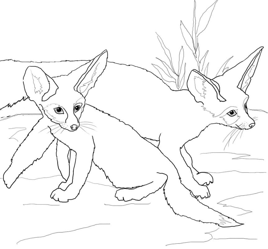 Curious Fennec Fox Coloring - Play Free Coloring Game Online