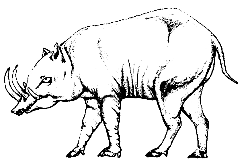 Babirusa Printable