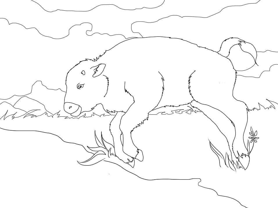 Baby Bison Coloring Game Baby Bison