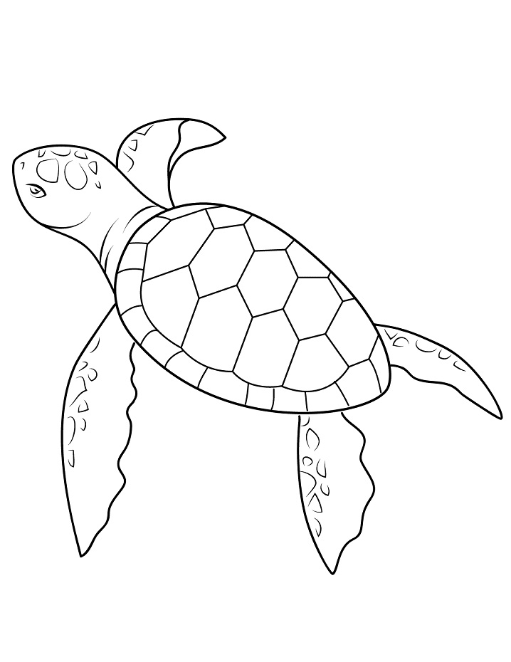 Simple Sea Turtle Coloring - Play Free Coloring Game Online