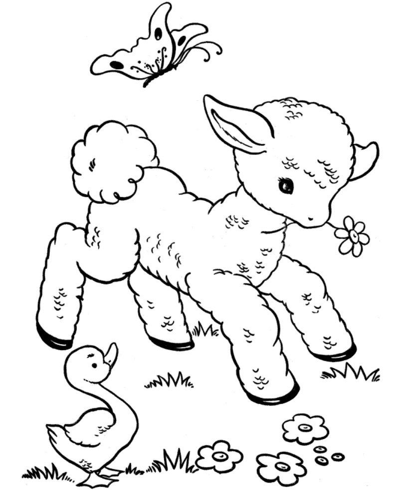 Baby Sheep Coloring Game Baby Sheep