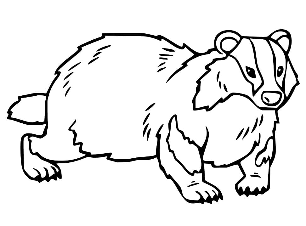 Badger 3 Coloring Game Badger 3