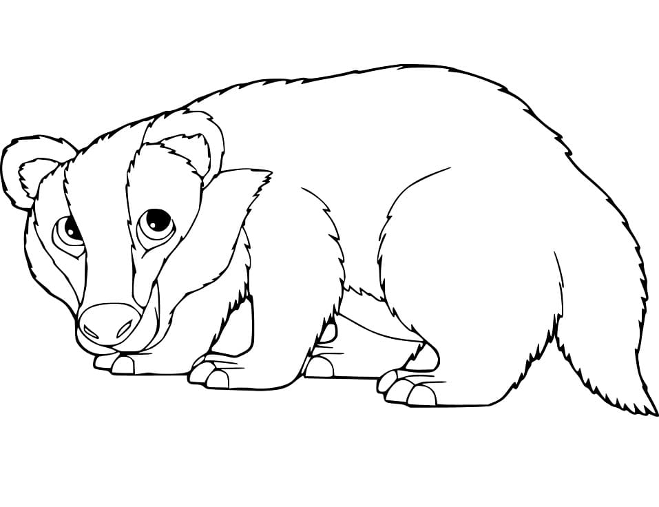 Badger 4 Coloring Game Badger 4