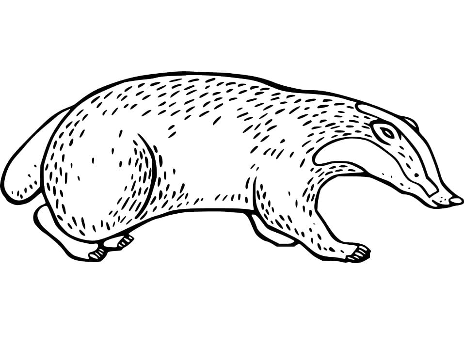 Badger 5 Coloring Game Badger 5