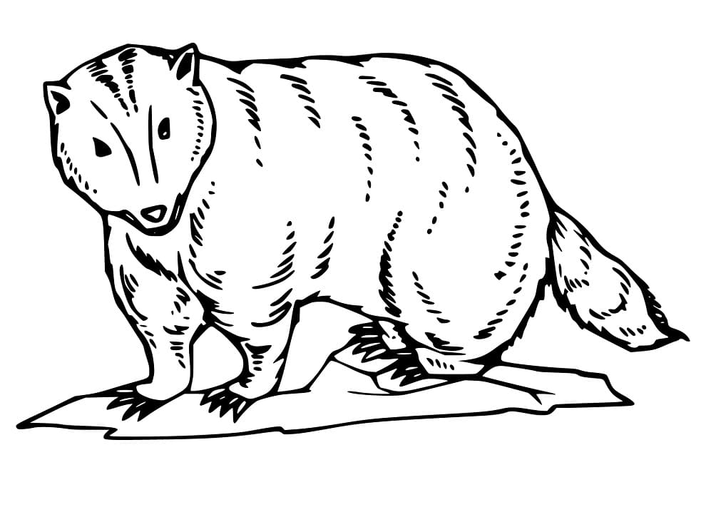 Badger 6 Coloring Game Badger 6