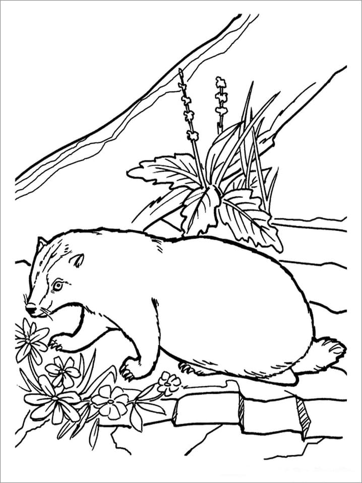 Badger and Flowers Coloring Game Badger and Flowers