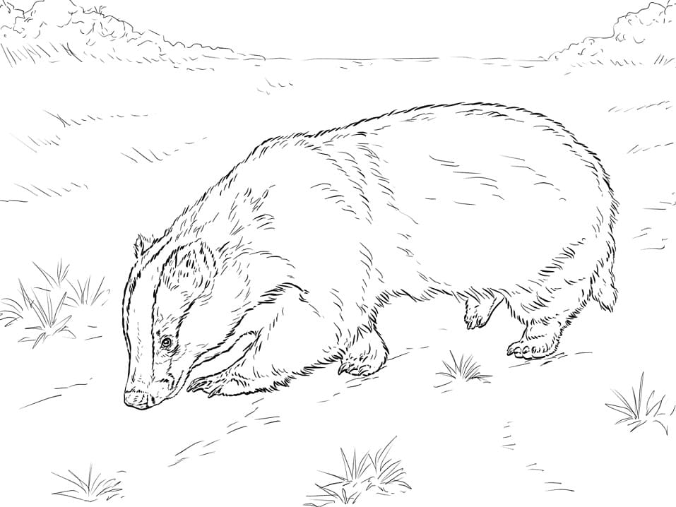 Badger on Ground Coloring Game Badger on Ground
