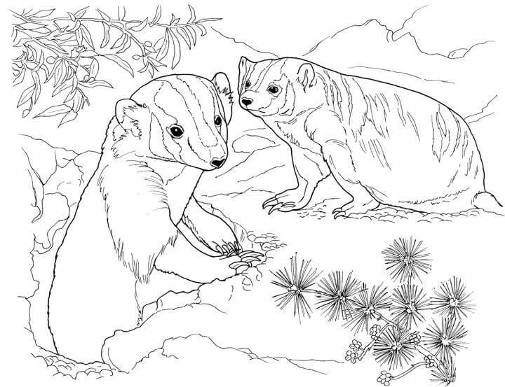 Badgers Coloring Game Badgers