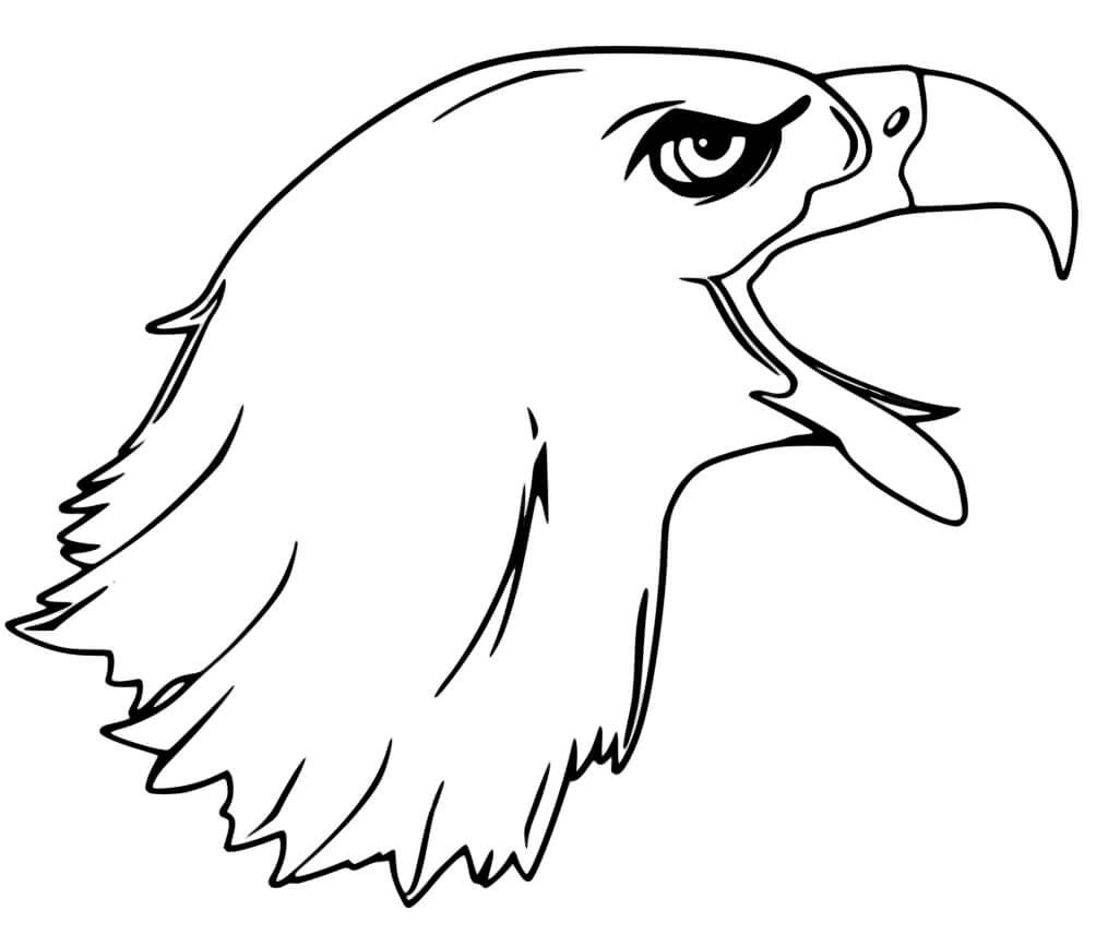 Bald Eagle Head