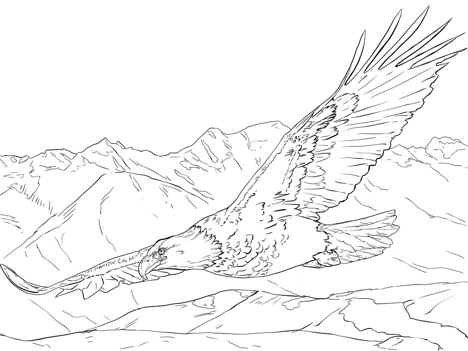 Bald Eagle Soaring Coloring Game Bald Eagle Soaring