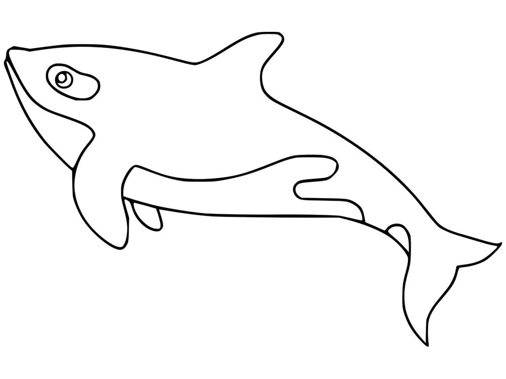 Basic Killer Whale