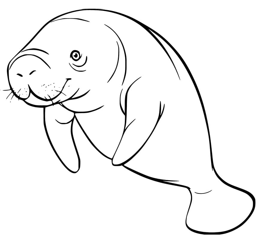 Basic Manatee