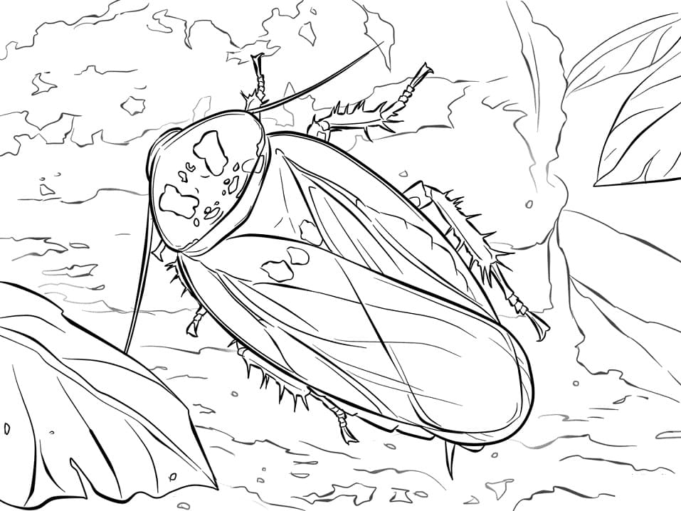 Bat Cave Cockroach Coloring Game Bat Cave Cockroach
