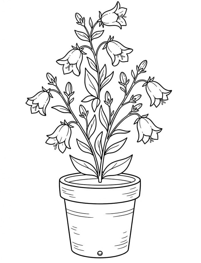 Beautiful Bellflower