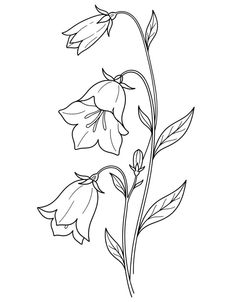 Bellflower Plant