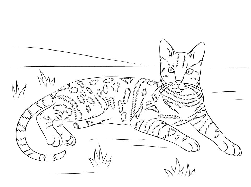 Bengal Cat Coloring Game Bengal Cat