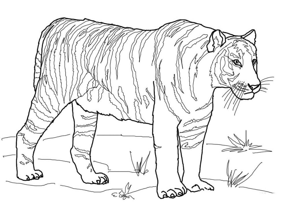 Bengal Tiger