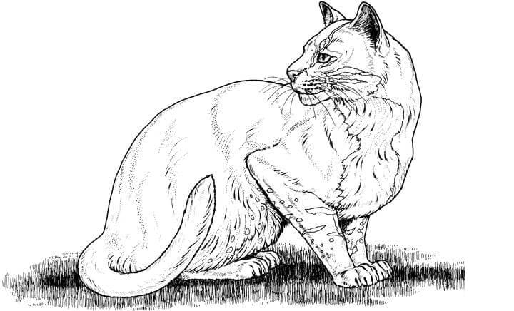Big Cat Coloring Game Big Cat