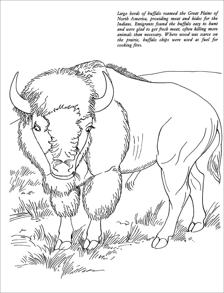 Bison 2 Coloring Game Bison 2