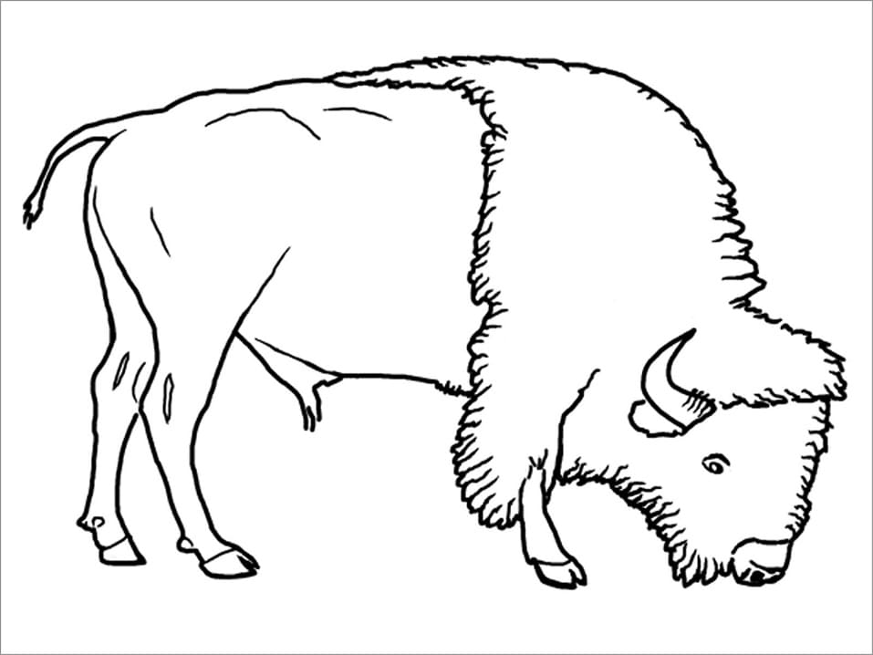 Bison 4 Coloring Game Bison 4