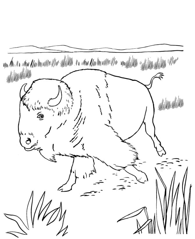 Bison 5 Coloring Game Bison 5