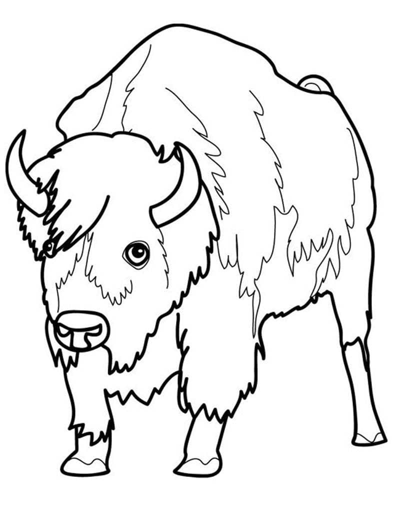 Bison 6 Coloring Game Bison 6