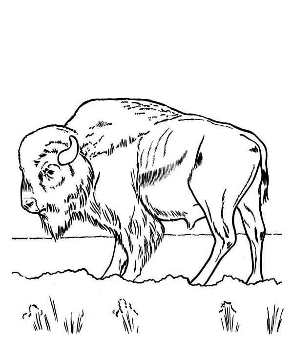 Bison 7 Coloring Game Bison 7
