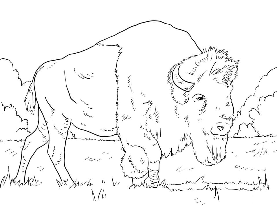 Bison Grazing on Grass Coloring Game Bison Grazing on Grass