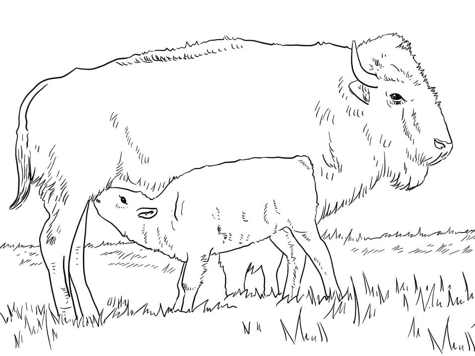 Bison with Calve Coloring Game Bison with Calve