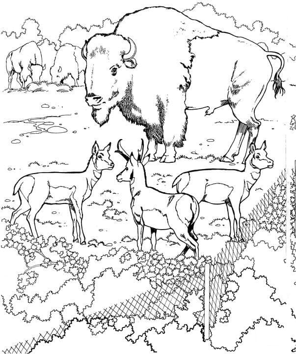 Bisons and Pronghorns Coloring Game Bisons and Pronghorns