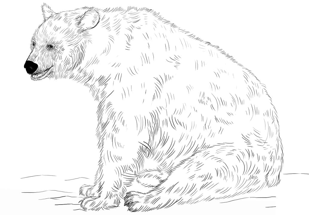 Black Bear Sitting Coloring Game Black Bear Sitting