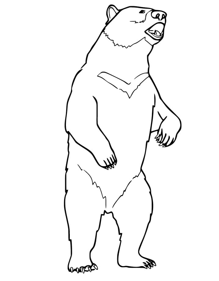 Black Bear Standing Coloring Game Black Bear Standing
