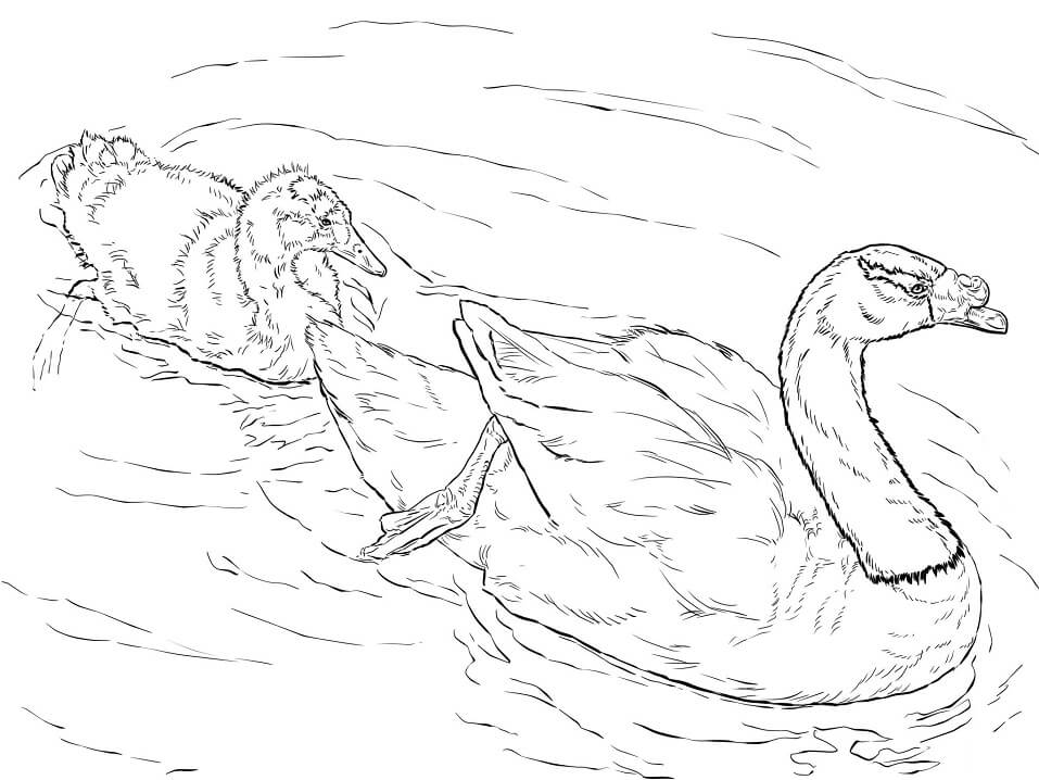 Black Necked Swans Coloring Game Black Necked Swans