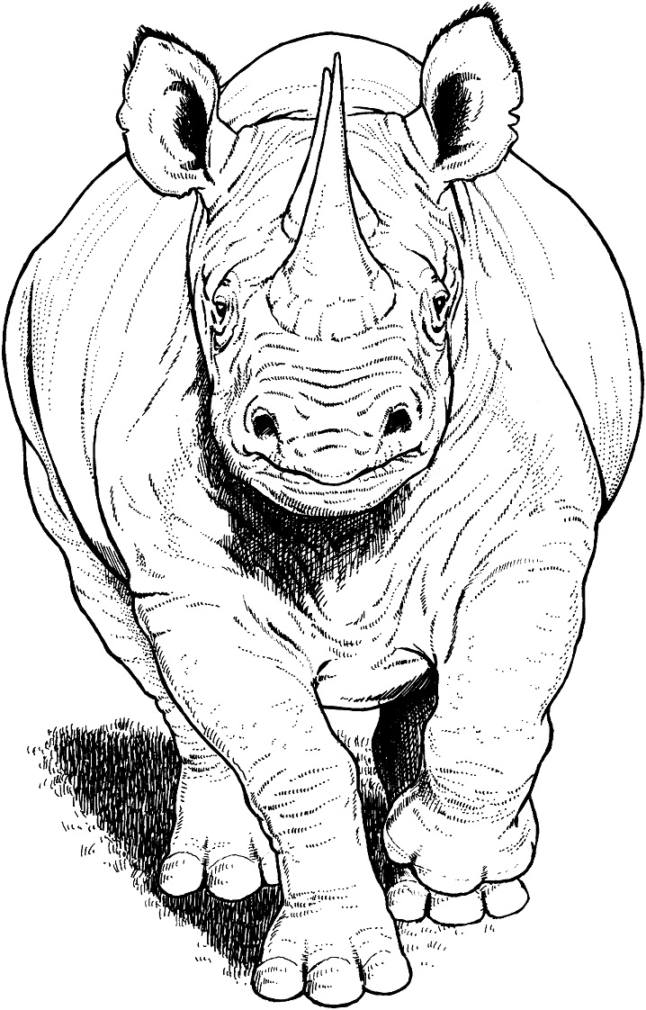 Black Rhino Running Coloring Game Black Rhino Running