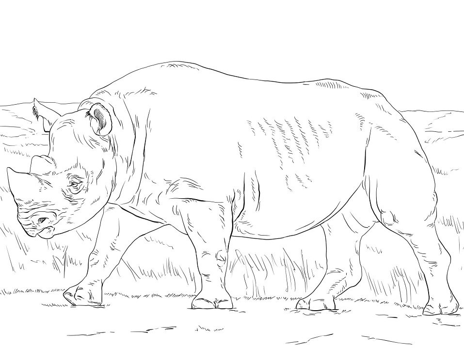 Black Rhino Coloring Game Black Rhino