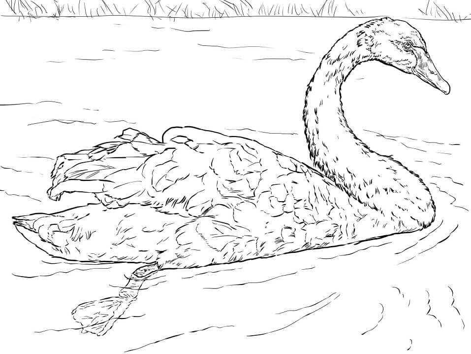 Black Swan Coloring Game Black Swan