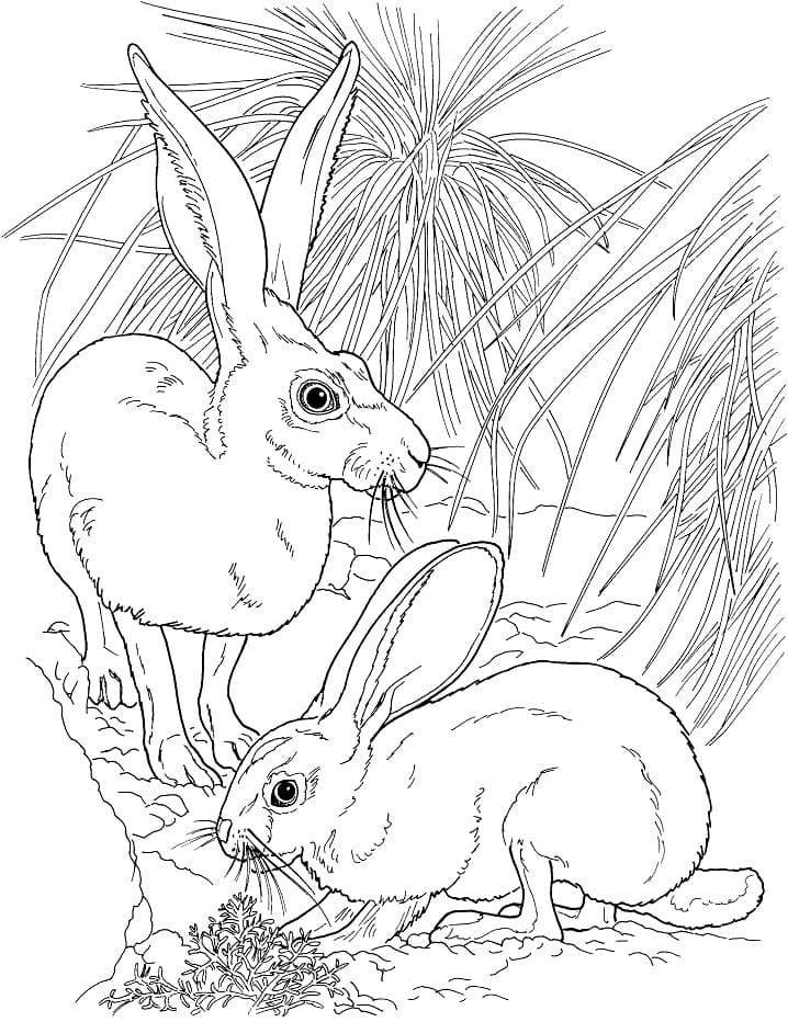 Black Tailed Jackrabbits