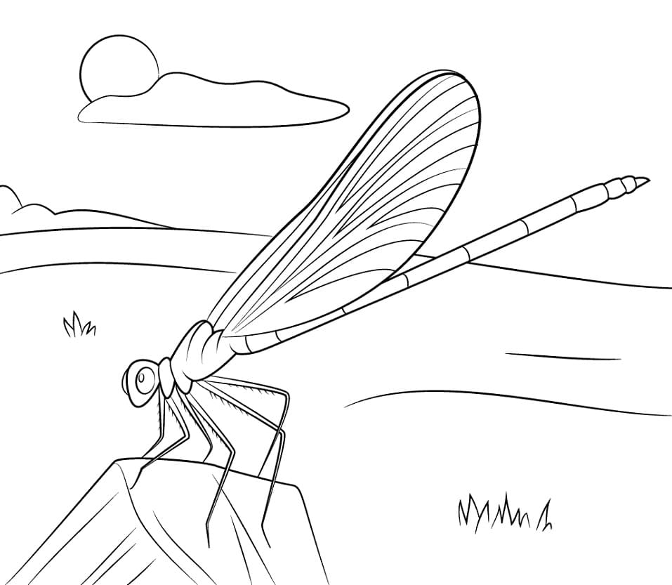 Blue Damselfly Coloring Game Blue Damselfly