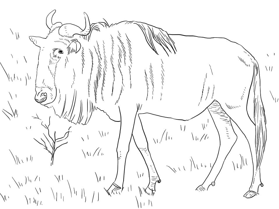 Blue Wildebeest