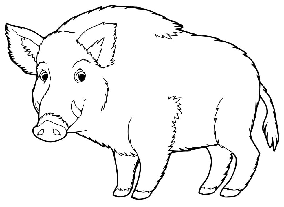 Boar 1