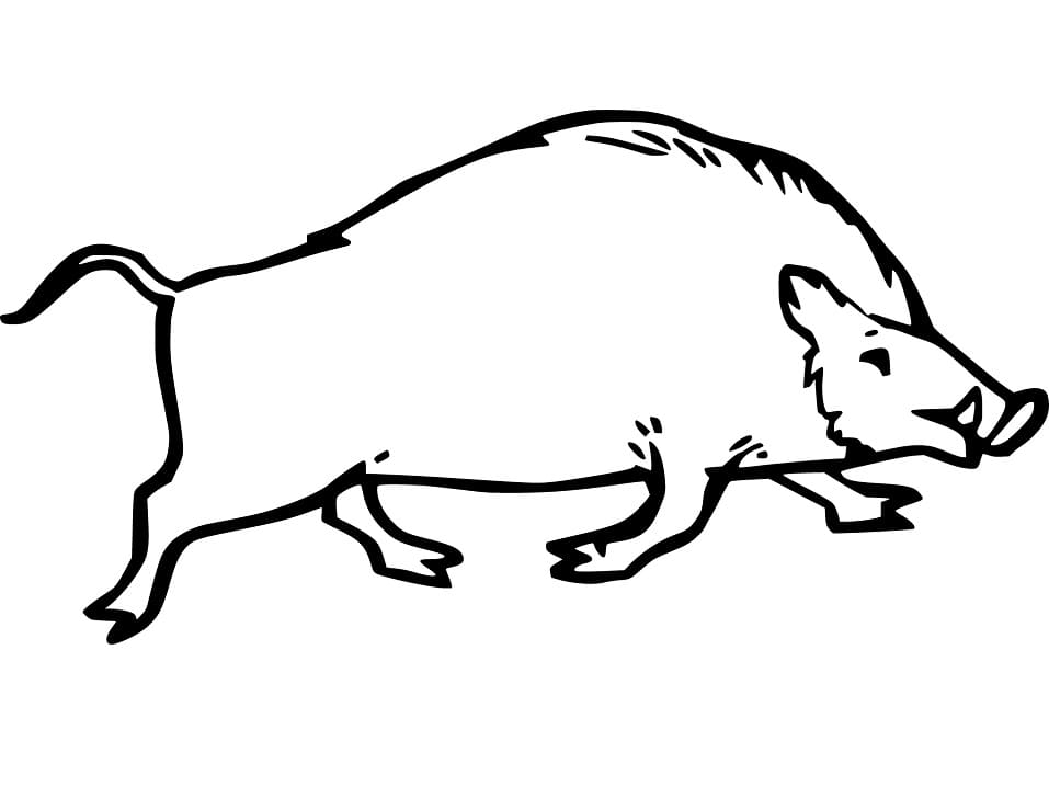 Boar is Running