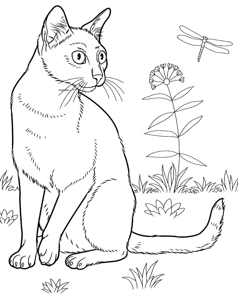 Bombay Cat Coloring Game Bombay Cat