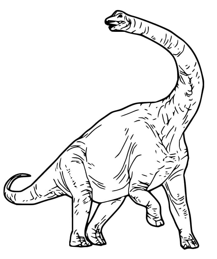 Brachiosaurus 12