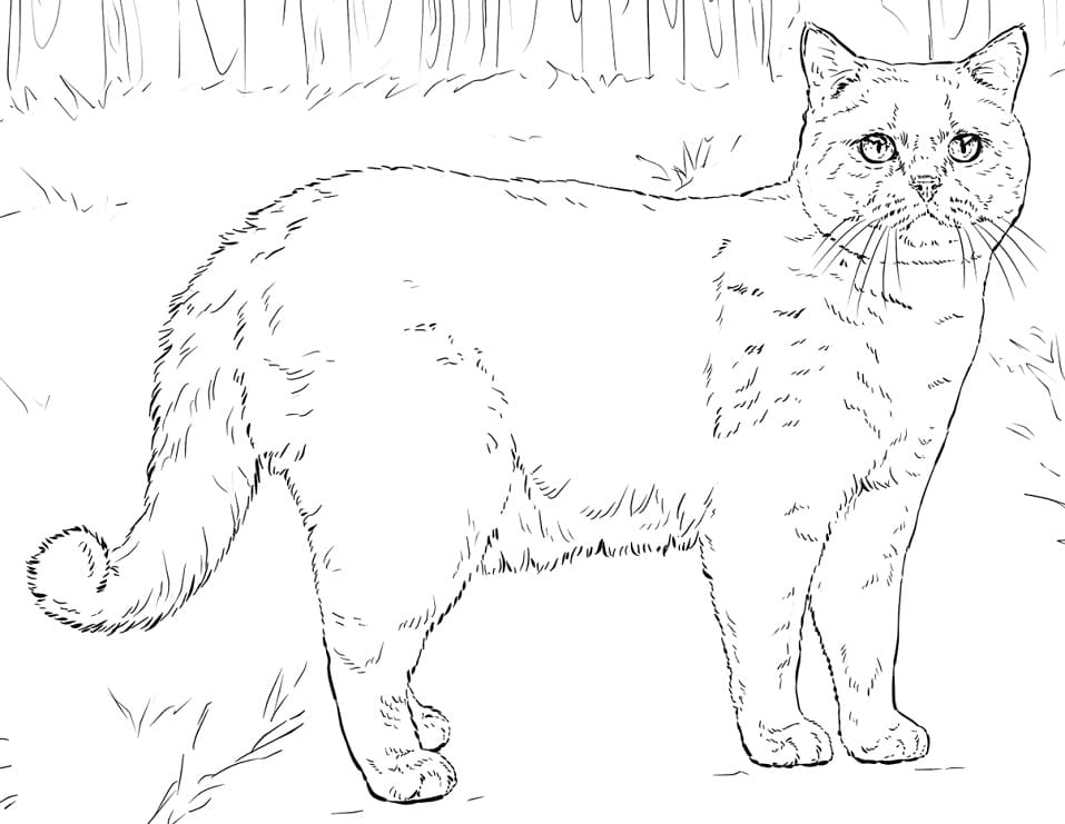 British Shorthair Cat Coloring Game British Shorthair Cat