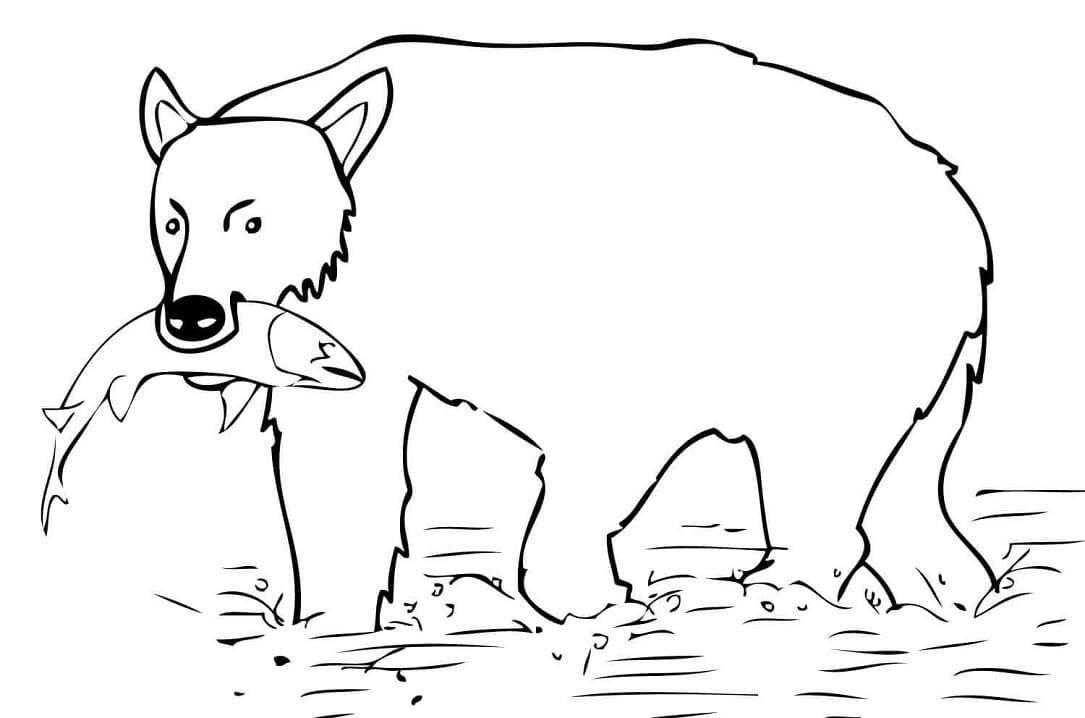 Brown Bear Hunting Fish Coloring Game Brown Bear Hunting Fish