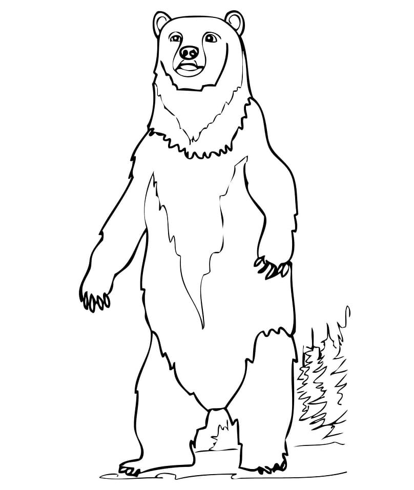 Brown Bear Standing Coloring Game Brown Bear Standing