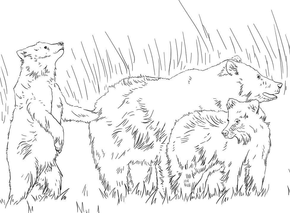 Brown Bears Coloring Game Brown Bears