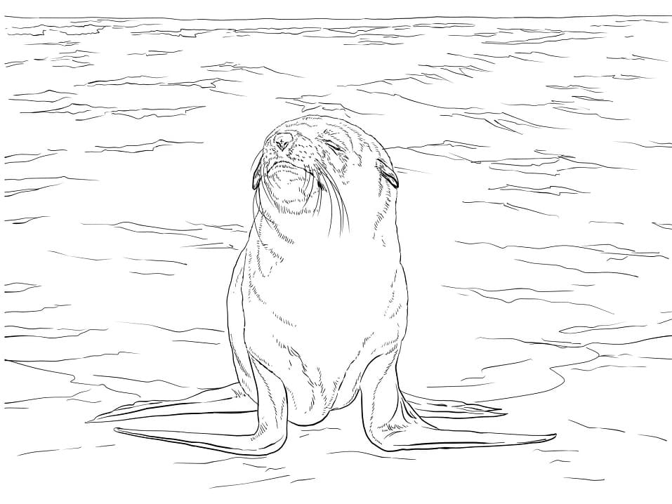 Brown Fur Seal 1