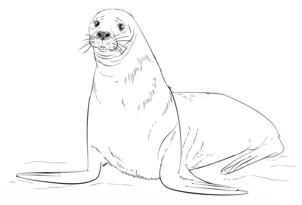 Brown Fur Seal