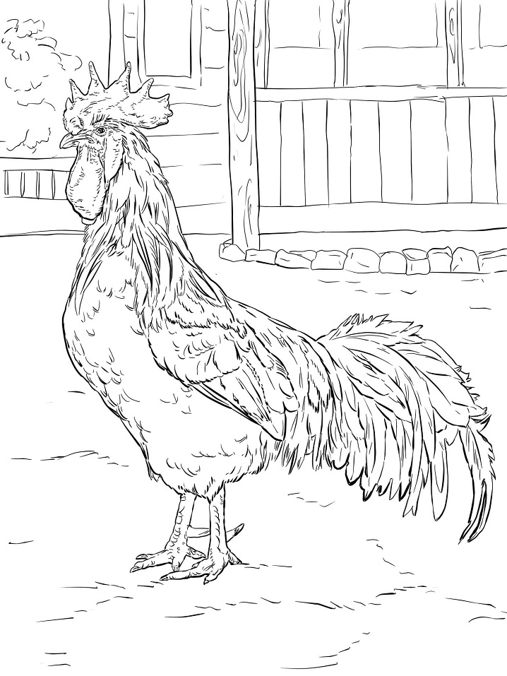 Brown Leghorn Rooster 1